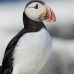 puffin_atlantic_msi_v_0829_can1858.jpg